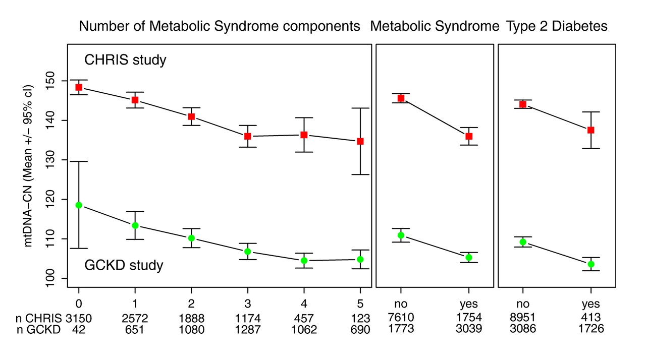 Figure 2: Mean values and corresponding 95% confidence intervals of mtDNA copy numbers for each stratum of numbers of metabolic syndrome components, prevalence of metabolic syndrome and prevalence of type 2 diabetes at baseline in two independent cohorts: GCKD (n=4812) study and CHRIS study (n=9364). (Fazzini et al., J. Intern. Med. 2021).