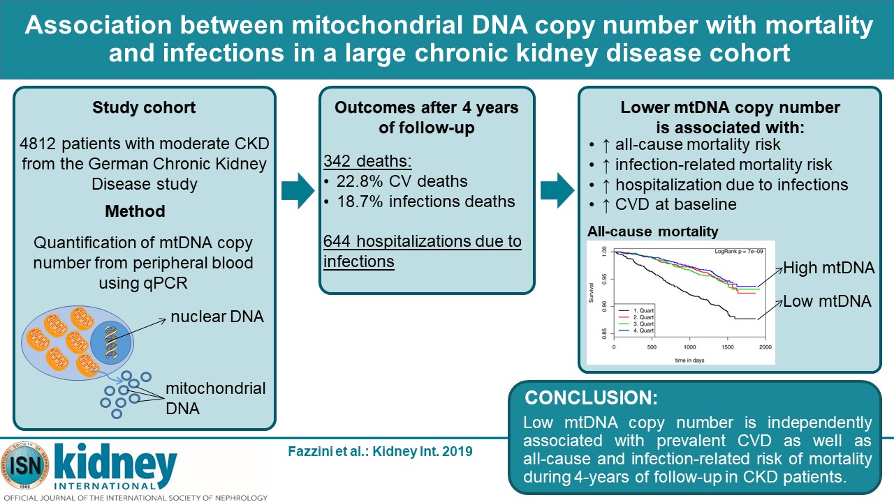 Figure 1: Graphical abstract of the main results on mtDNA copy number and outcomes in patients with chronic kidney disease (Fazzini et al., Kidney Int. 2019).